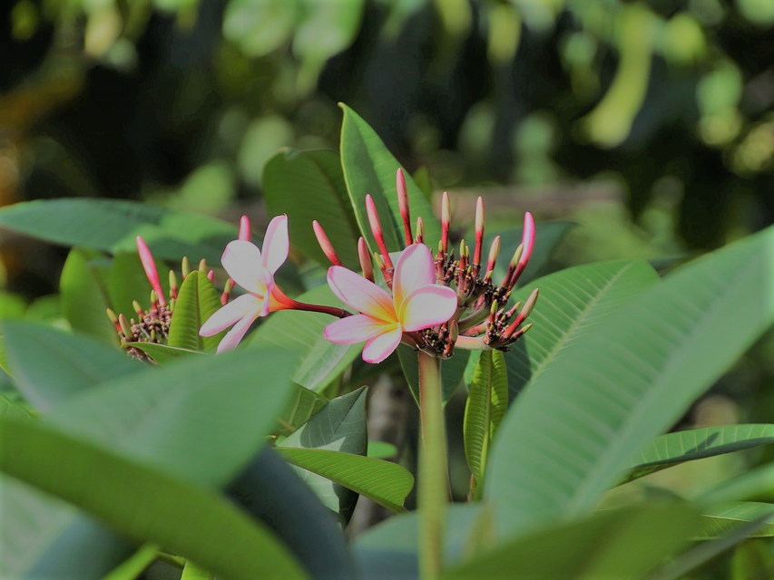 Botanische Gärten Berlin E) BILDERWEBSEITE BOTANIK AQUARIUM