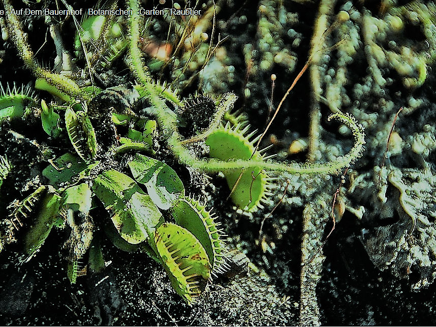 Botanische Gärten Deutschland B) BILDERWEBSEITE BOTANIK